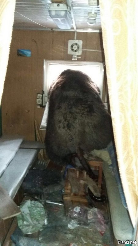 автор, никогда не ходи по лесу..... только крупная техника может от миши спасти......
то что ты от туда вернулся, так благодари бога. для медведя на дороге, ты всего лишь добыча, причем ЛЕГКАЯ добыча