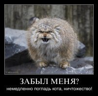 Аномальный снегопад шокировал даже манула в Московском зоопарке 