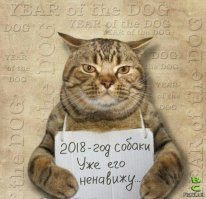 Коты всегда к месту!!!
 Правое ухо надрезано- Я КАСТРИРОВАН.