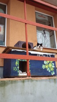 Это означает..что он кастрирован ( или кошка стерилизована.
 Ставят ловушки,отлавливают,отвозят в ветеринарку,делают операцию и затем привозят обратно именно в то место,откуда был отлов кошаков. 
 Европа!