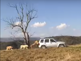 А посередине львица-альбинос?