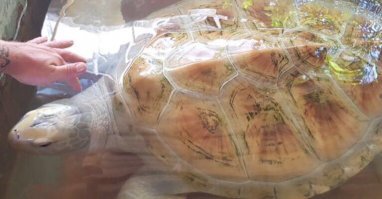 Черепаха альбинос в приюте , где ее натирают кокосовым маслом для защиты от солнца