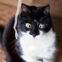 Новая оптическая иллюзия озадачила пользователей соцсетей