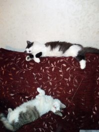 в деревне летом двух утырков подобрал, тощие, у одной хвост сломан был и усы кто-то обкусал. теперь массу на диване давят котэ-москвотэ