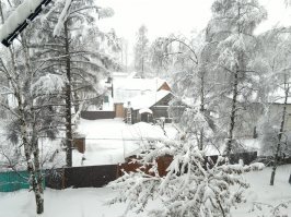 красота и только... ни кто не умер, все в пределах нормы, повалило около 2000 деревьев, из-за того что в первый день мело весь день при плюсовой температуре, снег залепил все, а на следующий день ударил мороз и тоже мело весь день, все это замерзло и закрепилось на ветках и проводах.