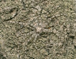 Найди сову! Пост дерьмо. 
Вот тебе пример.
На каждом фото есть кто-то!