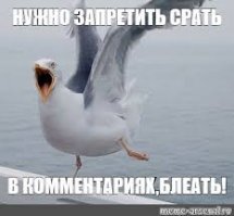 Эта чайка доказала, что представители её вида - это самые неблагодарные существа на планете 