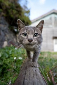 Тайваньский фотограф снимает на плёнку колоритных уличных котов