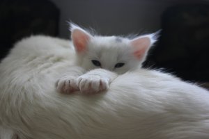 «Это хорошее место, я буду жить здесь»