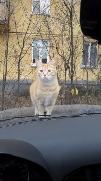 наши не хуже