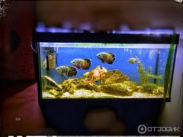 Смешные комментарии и высказывания из социальных сетей