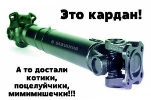Тайваньский фотограф снимает на плёнку колоритных уличных котов