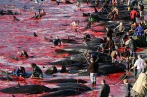 В Дании до сих пор дебилы морских животных массово убивают, суки!