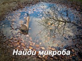 Найди сову! Эта птица невероятно хорошо замаскировалась