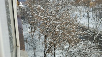 Вот Москва, фотка с лоджии, на березе сидит хищник