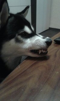 как вам улыбочка у моего п.и.з.дюка