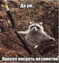 «Спасти рядового енота»: Рабочие вызволили из ловушки самого милого хищника