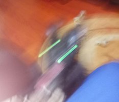 Пёс,который обогнал свет,звук и всё-всё-всё!