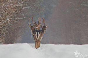 Двухглавый олень или как связисты в Лапландии кабель потеряли