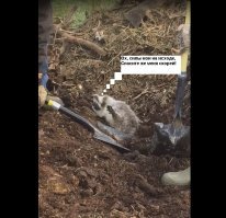 «Спасти рядового енота»: Рабочие вызволили из ловушки самого милого хищника