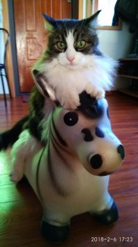 «Это хорошее место, я буду жить здесь»