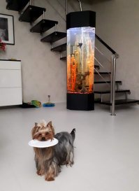 Вертикальный на 200 литров и цихлидник на 450... Давно поняла, чем больше аквариум, тем меньше мороки с ним)