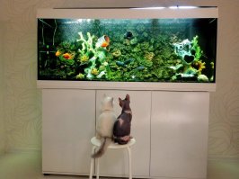 Вертикальный на 200 литров и цихлидник на 450... Давно поняла, чем больше аквариум, тем меньше мороки с ним)