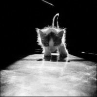 запускайте котиков из соседнего поста!