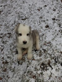 А мне пришлось Тошу отдать