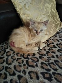 У нас было нечто подобное. Подбросили котёнка в полиэтиленовом мешке, что бы руками не касаться. Весь в проплешинах от лишая. Три недели карантина. Тишка месяц назад.