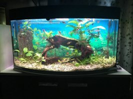 мои  животины :)