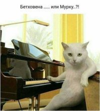 Всех в консерваторию: домашние любимцы освоили вокал и фортепьяно