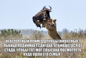 20 самых смешных фотографий животных 2017 года