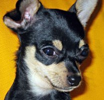 По чём яйца?