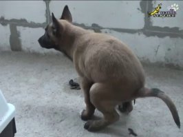 Вот вам лайк. Очень культурные русские.
Каждый второй в чате желает смерти чужой матери, каждый четвертый желает мой телефон в подворотне.
Очень культурные. Зато открытые, не скрывают намерений и настроения.
Щас бы еще перо под ребром залечить...