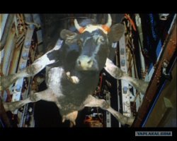 вот где ловкость