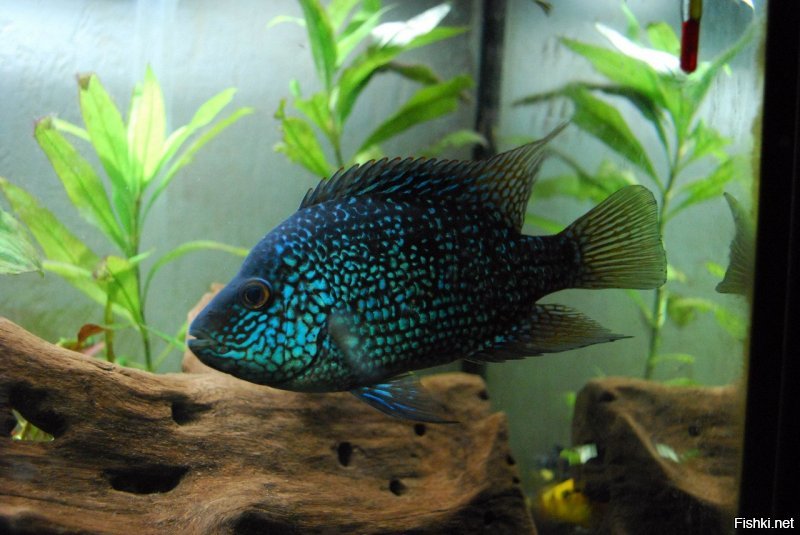 5 лет занимался аквариумистикой.Был аквас 100 литров.Держал много каких рыб, но остановился на цихлидах-очень интересная рыба. Неприхотливая,хоть и очень территориальна. Они у меня даже плодились...Ухаживать за аквасом не так сложно,как многие считают...главное создать экосистему и она справляется сама. Естественно как и в любом деле неминуемы ошибки. Освещение важно. Много освещения-будут расти зеленые водоросли. Мало-будут преобладать бурые водоросли. Главное не перекармливать рыбу. От недокорма она не умрет, а разгрузочные дни даже полезны. Но перекормленная рыба начинает болеть и даже может погибнуть. Вот варианты моих трудов. Все делал сам. Камни речные. Коряги делал из корня черемухи,предварительно их очистив от коры. Прокипятив в соленой воде. Прокалив в духовке. Фильтр лучше ставить наружный. Есть в нем много плюсов, например: не загромождает пространство акваса, не портит вид внутри, и вся грязь,которую он всасывает остается внутри,а не в аквасе вместе сним...аквариум вещь сугубо эстетеческая. Успокаивает нервы, располагает к комфорту и спокойствию. Продал я его в итоге...деньги нужны были. Жалею,но что делать...Фото делал сам,на зеркалку...