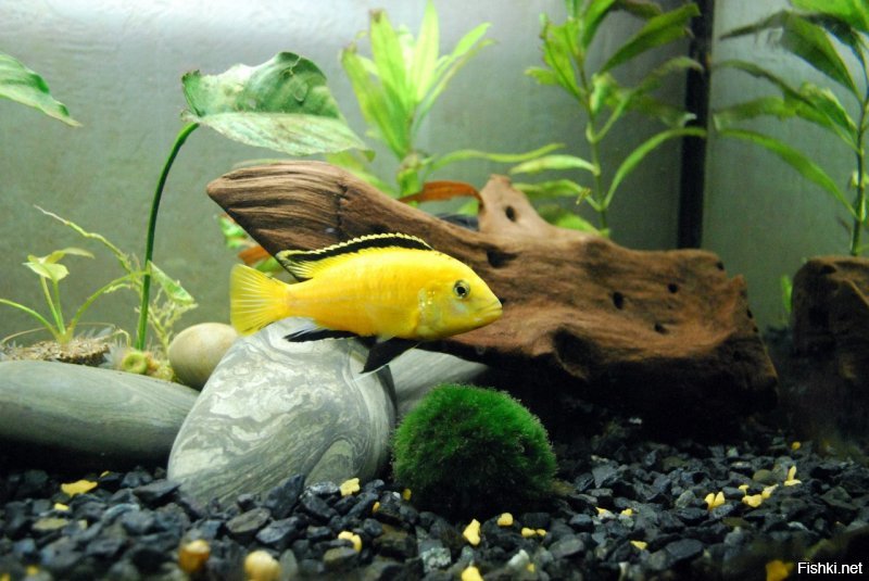 5 лет занимался аквариумистикой.Был аквас 100 литров.Держал много каких рыб, но остановился на цихлидах-очень интересная рыба. Неприхотливая,хоть и очень территориальна. Они у меня даже плодились...Ухаживать за аквасом не так сложно,как многие считают...главное создать экосистему и она справляется сама. Естественно как и в любом деле неминуемы ошибки. Освещение важно. Много освещения-будут расти зеленые водоросли. Мало-будут преобладать бурые водоросли. Главное не перекармливать рыбу. От недокорма она не умрет, а разгрузочные дни даже полезны. Но перекормленная рыба начинает болеть и даже может погибнуть. Вот варианты моих трудов. Все делал сам. Камни речные. Коряги делал из корня черемухи,предварительно их очистив от коры. Прокипятив в соленой воде. Прокалив в духовке. Фильтр лучше ставить наружный. Есть в нем много плюсов, например: не загромождает пространство акваса, не портит вид внутри, и вся грязь,которую он всасывает остается внутри,а не в аквасе вместе сним...аквариум вещь сугубо эстетеческая. Успокаивает нервы, располагает к комфорту и спокойствию. Продал я его в итоге...деньги нужны были. Жалею,но что делать...Фото делал сам,на зеркалку...