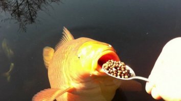 Люди и звери - звери как люди, люди как звери