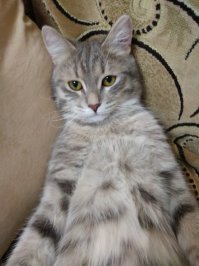 "-Что смотрите? На колени и целуйте мне лапы!"-Царь Тимофей