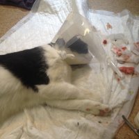 Моя троица..... Все были спасены при разных обстоятельствах.... Подробности опускаю... Все живы и здоровы !