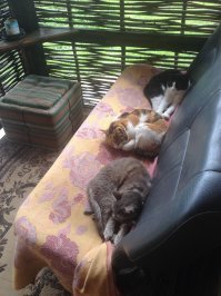 Моя троица..... Все были спасены при разных обстоятельствах.... Подробности опускаю... Все живы и здоровы !