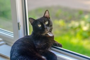 Котик очень спокойный. Мой бы уже раз сто куда-нибудь дернул.
Кстати на моего первого похож: