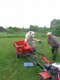 Ничего особенного. У нас в деревне  собакен мотоблок у хозяина угнал. А вообще очень любил в прицепе кататься.