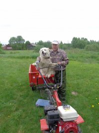 Ничего особенного. У нас в деревне  собакен мотоблок у хозяина угнал. А вообще очень любил в прицепе кататься.