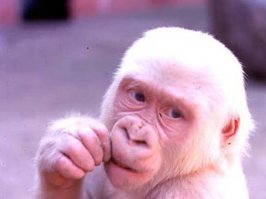 Модель-альбинос ответил тем, кто его травил, снявшись для Vogue