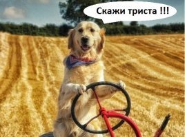 Пес, который стал трактористом