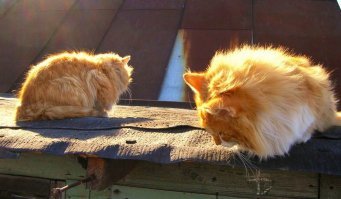 Без кота жизнь не та