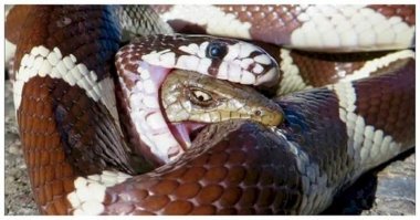 Когда в схватке нет победителя: королевская кобра против сетчатого питона