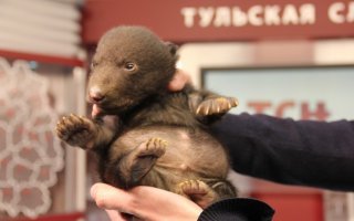 найди пять отличий с месячным